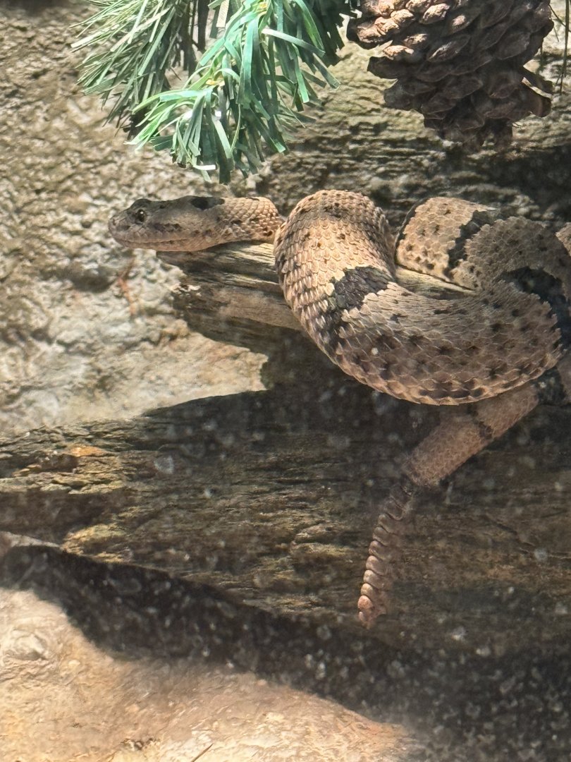 Rattle snake- ABQ Biopark Zoo Oct 23-2023 visit