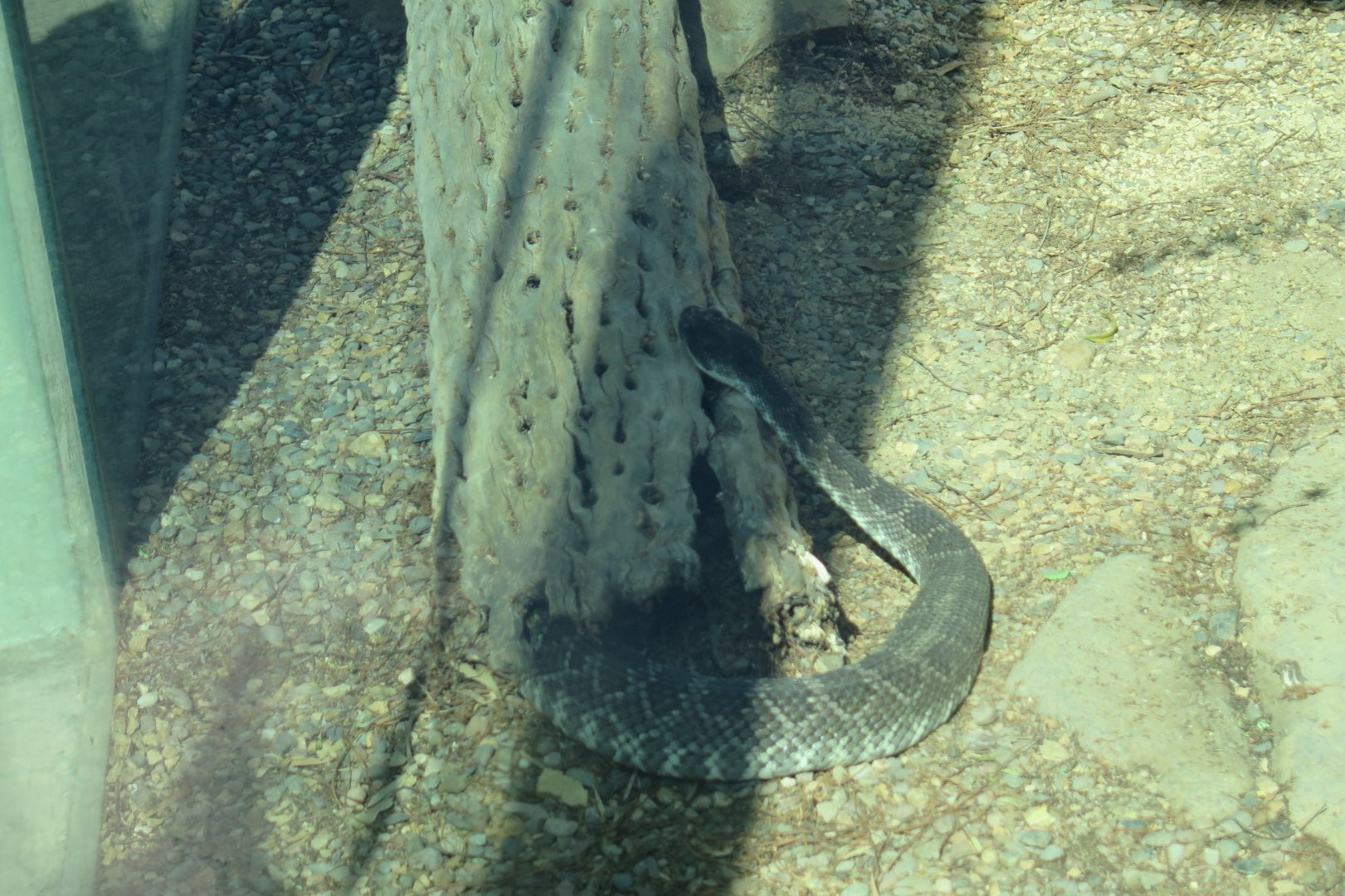 Rattle Snake ID (8/23/2024) Elephant Odyssey