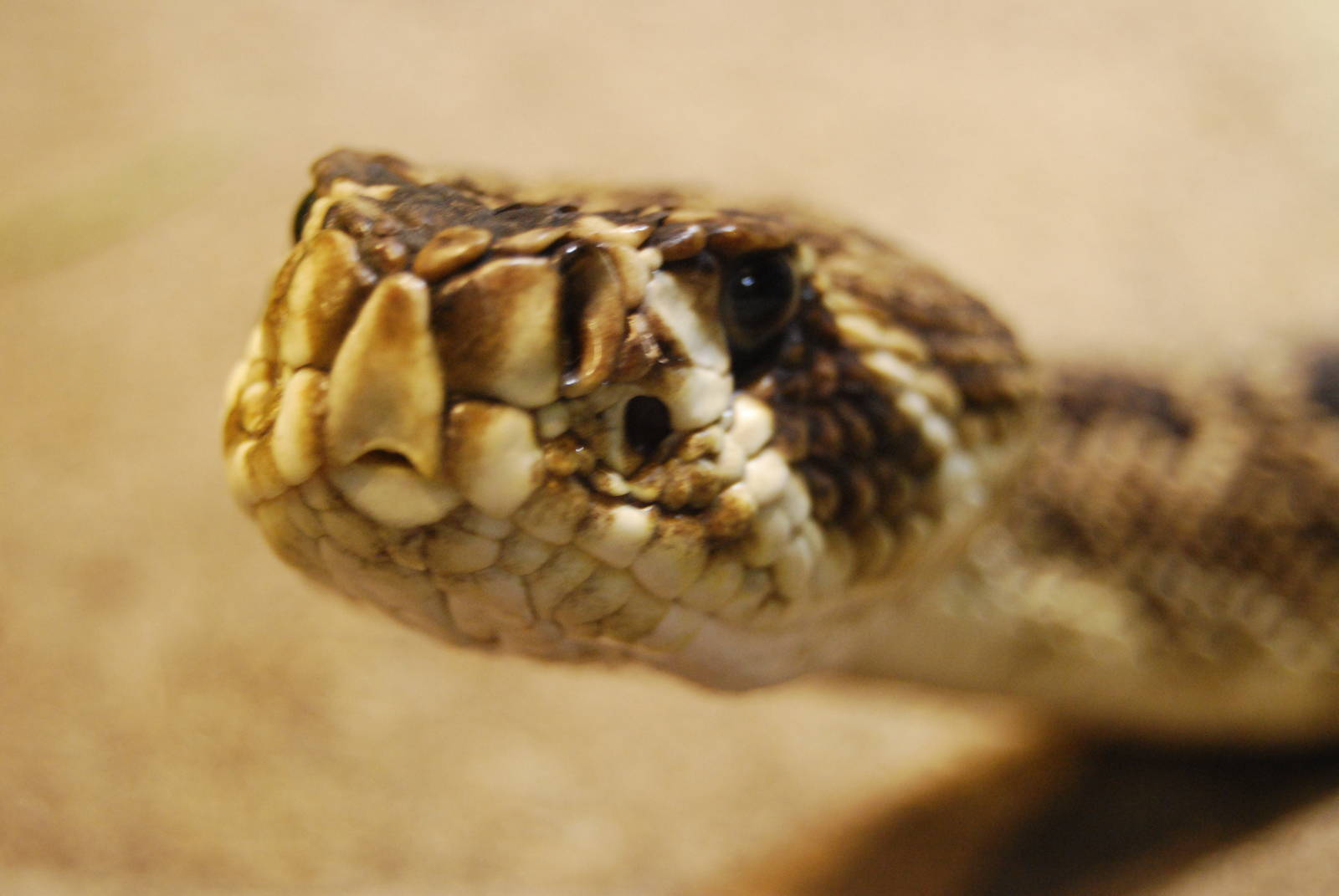 Rattle Snake , Tropicarium Kolmarden
