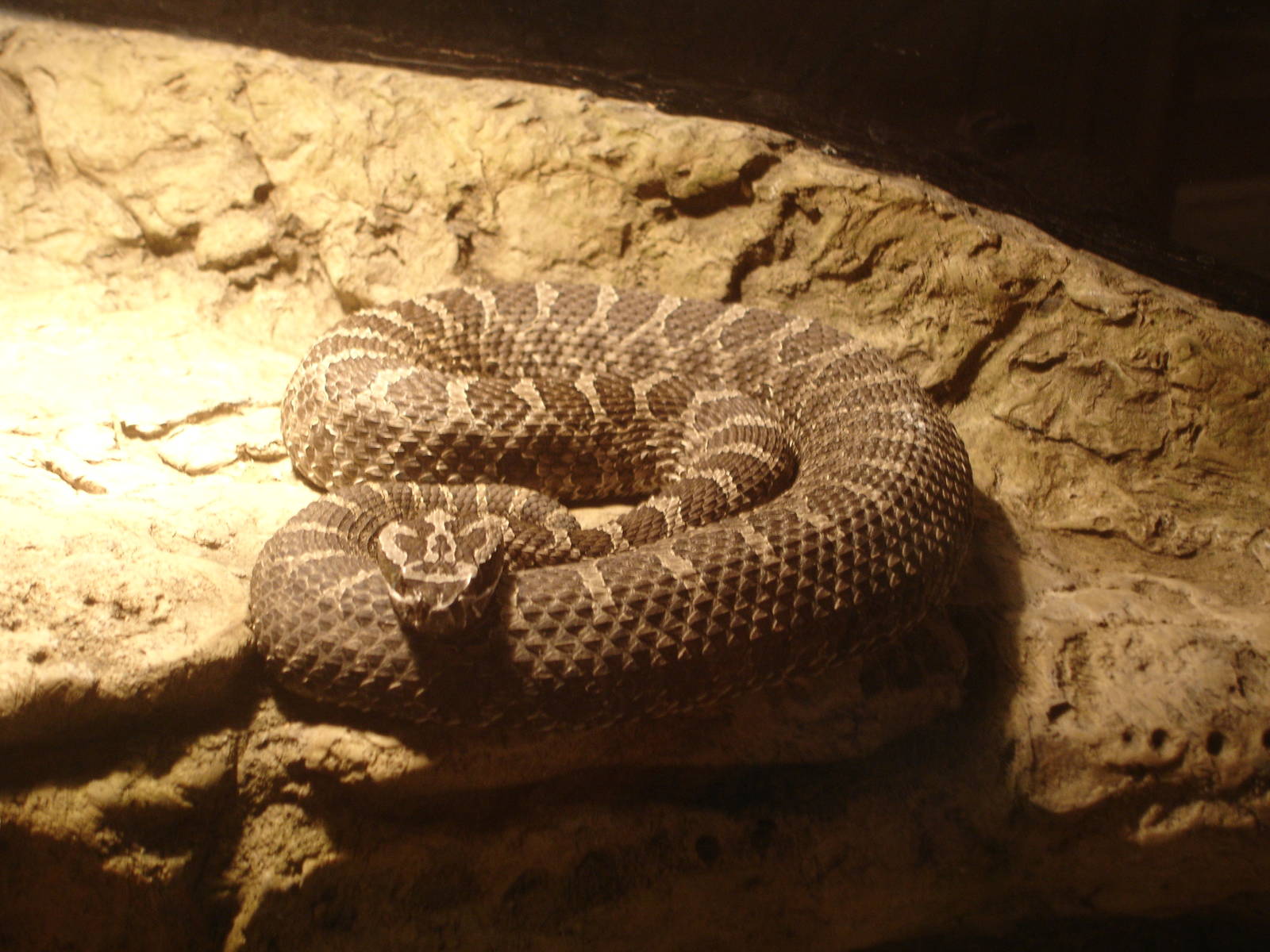 Rattle Snake