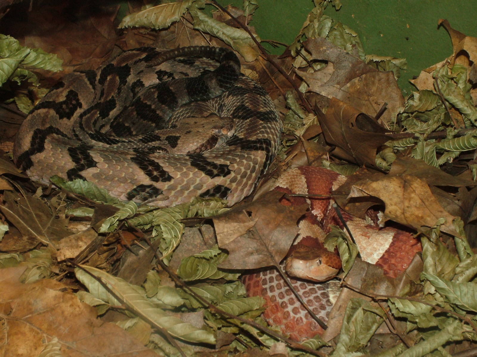 Rattlesnake and Copperhead at Darmstadt, 30/08/10