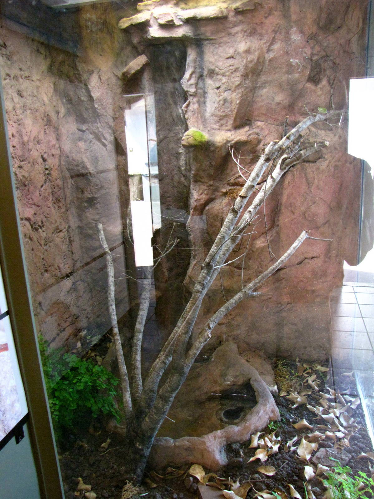 Rattlesnake Canyon Exhibit
