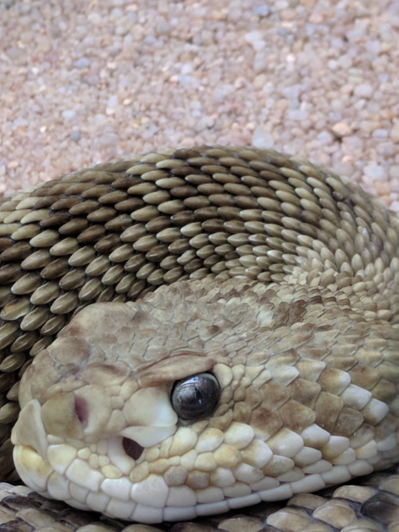 Rattlesnake Closeup