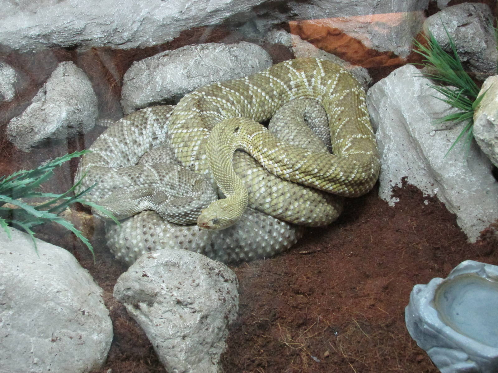rattlesnake croatalus basiliscus san juan de aragon zoo