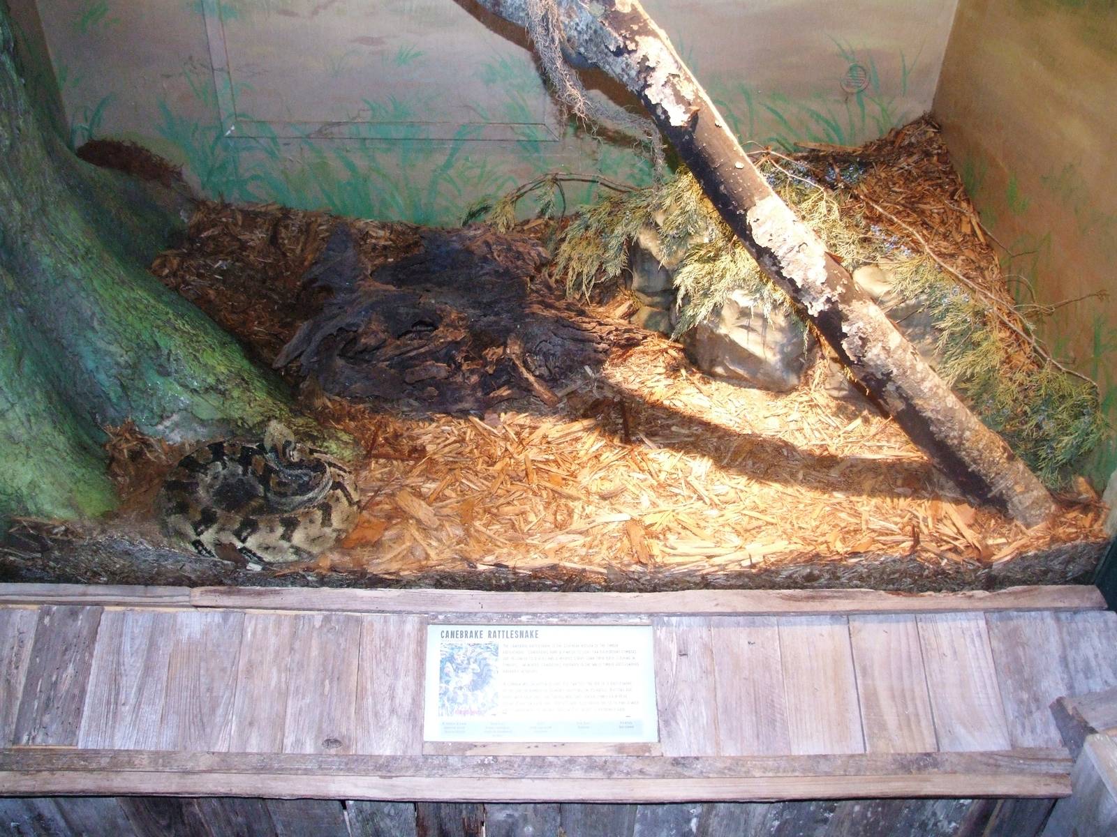 Rattlesnake Enclosure at Jacksonville, 10/10/13