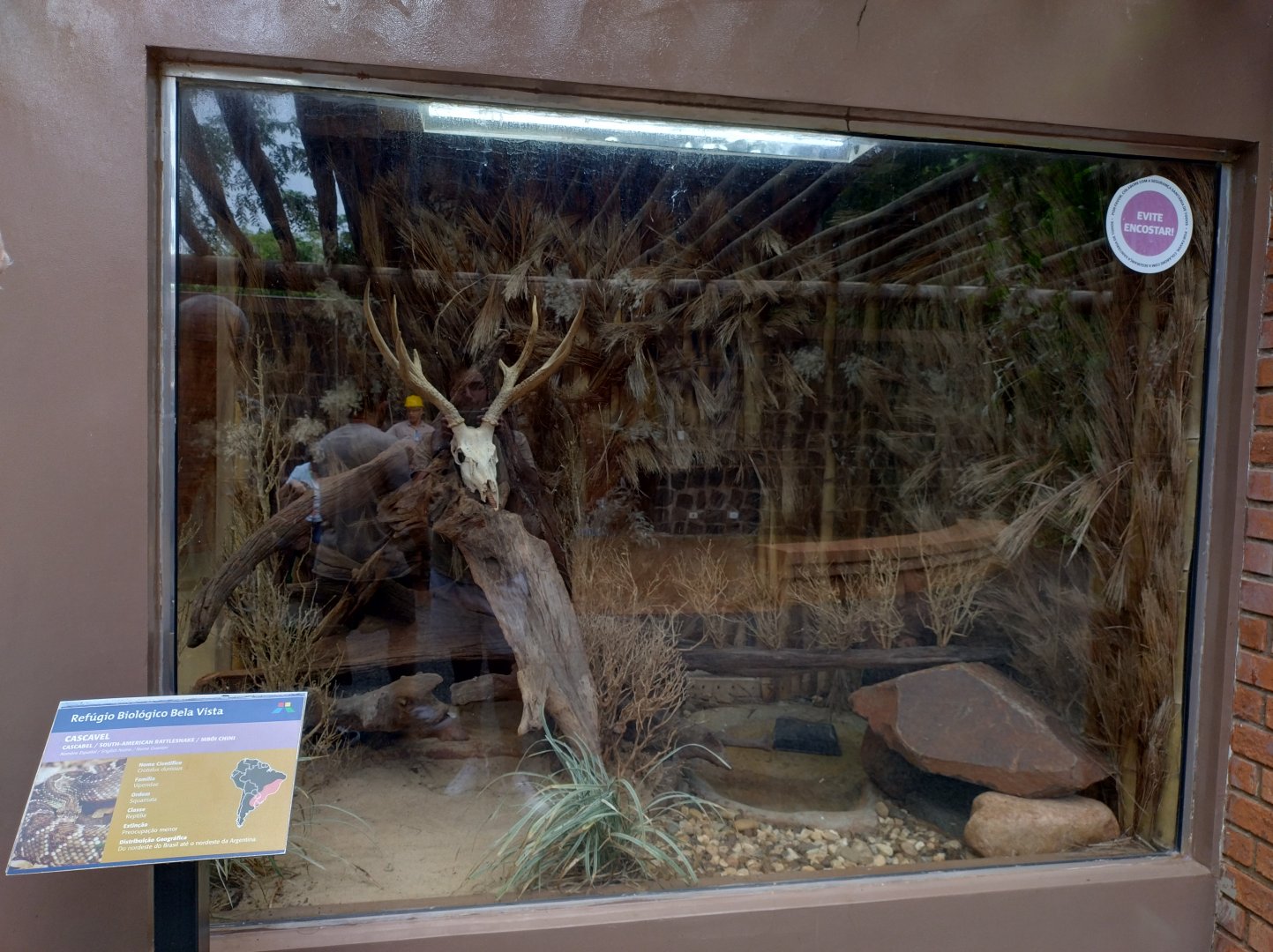 Rattlesnake exhibit - RBBV (ZRRL)