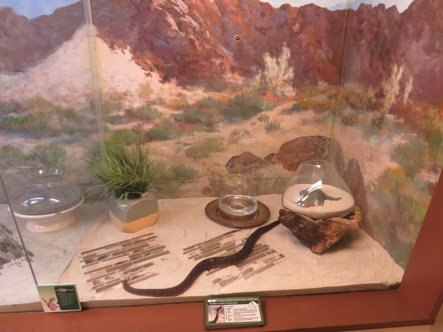Rattlesnake Exhibit