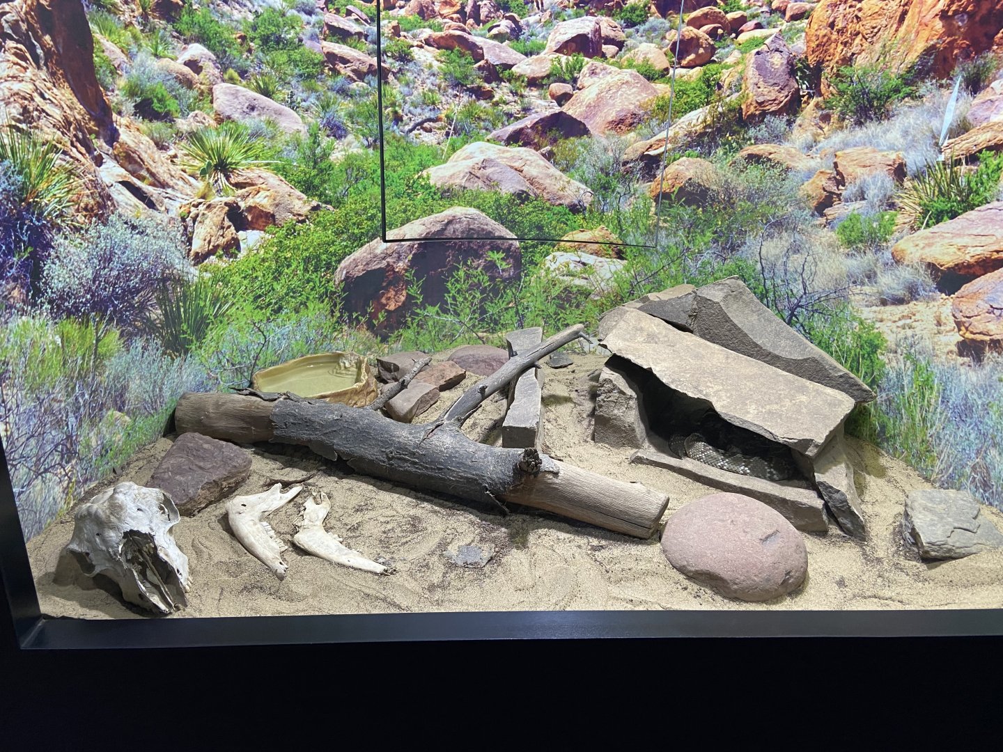 Rattlesnake Exhibit
