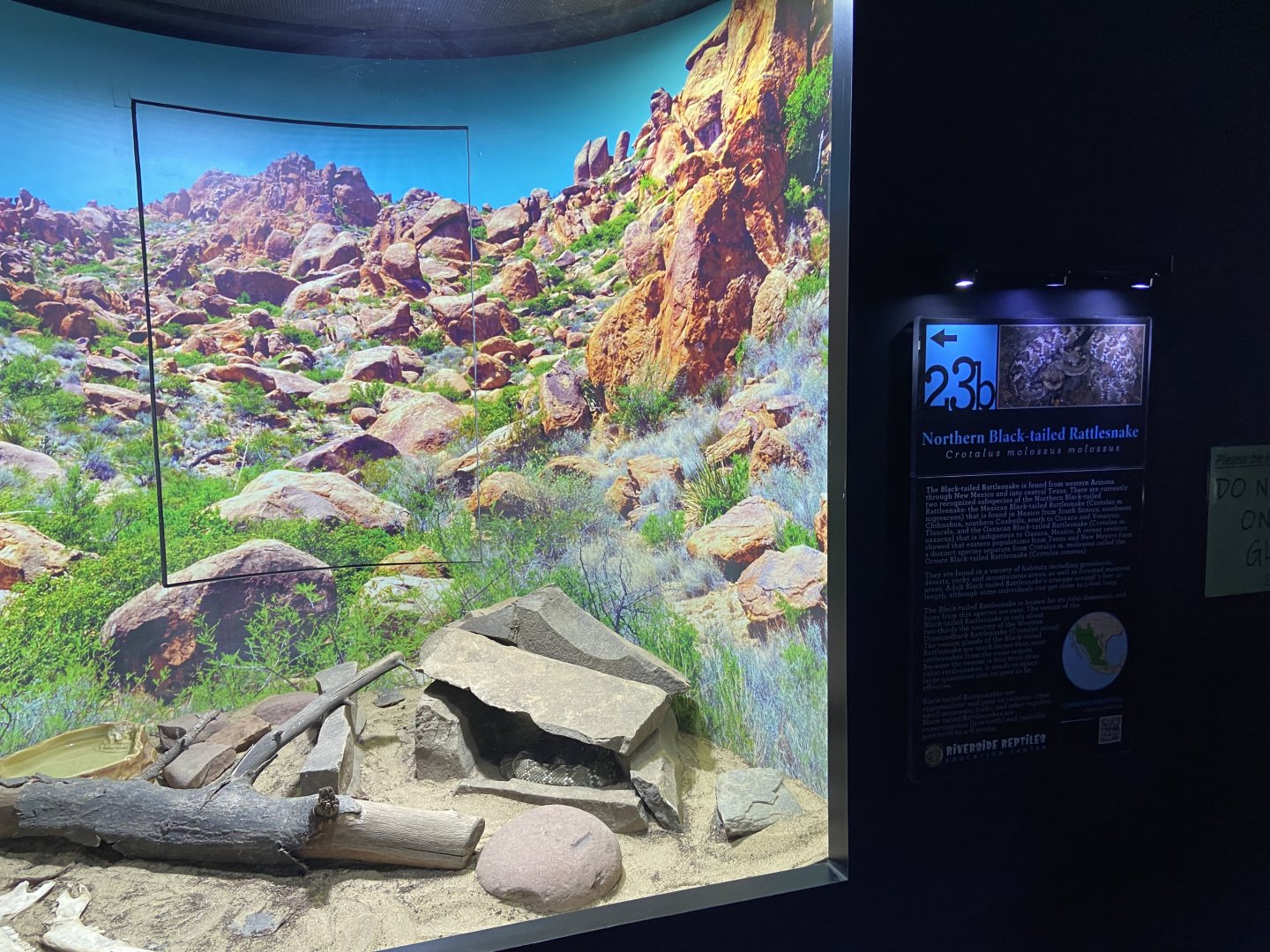 Rattlesnake Exhibit