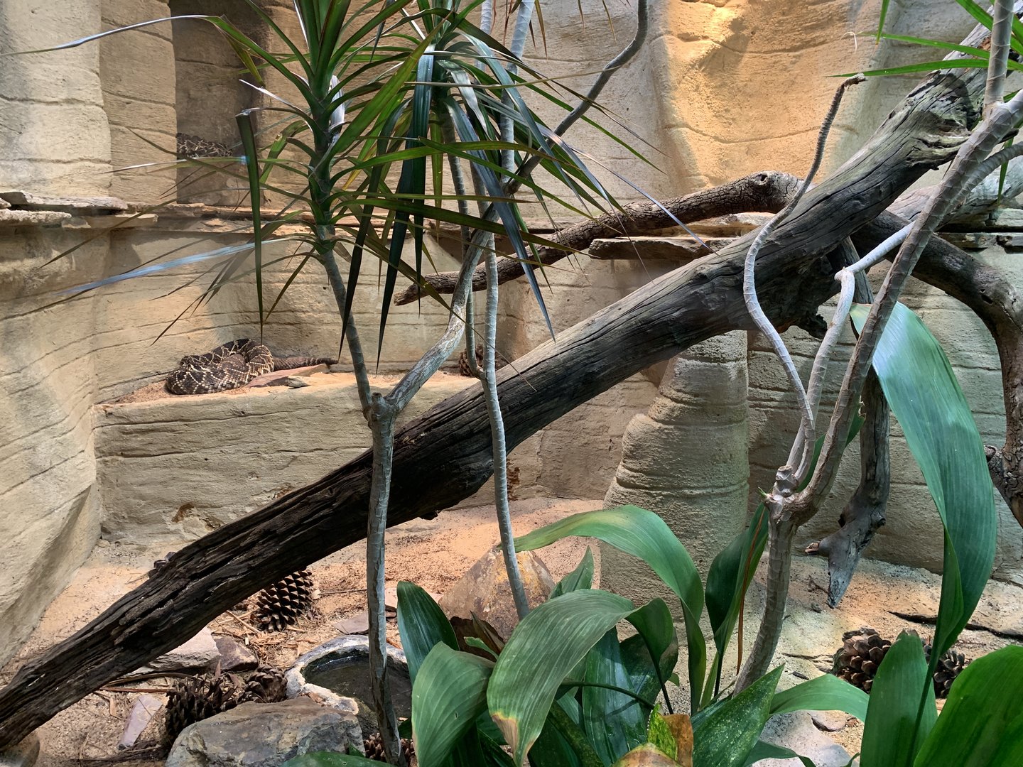 Rattlesnake Exhibit