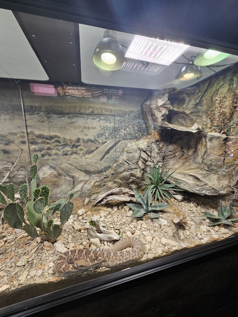 Rattlesnake Exhibit