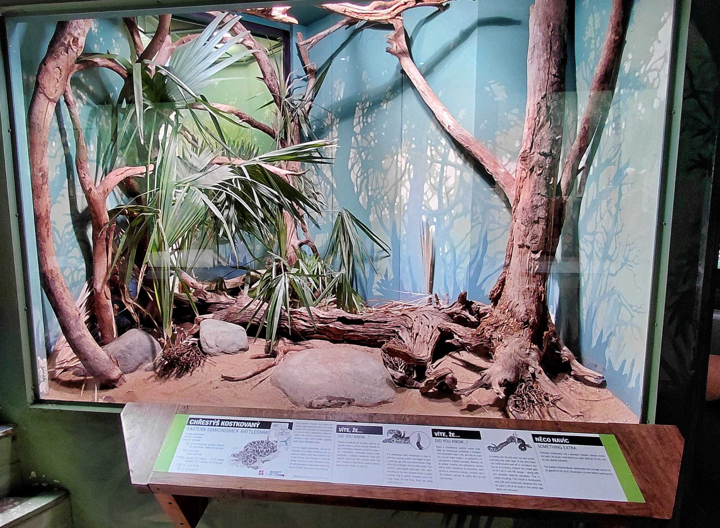 Rattlesnake exhibit
