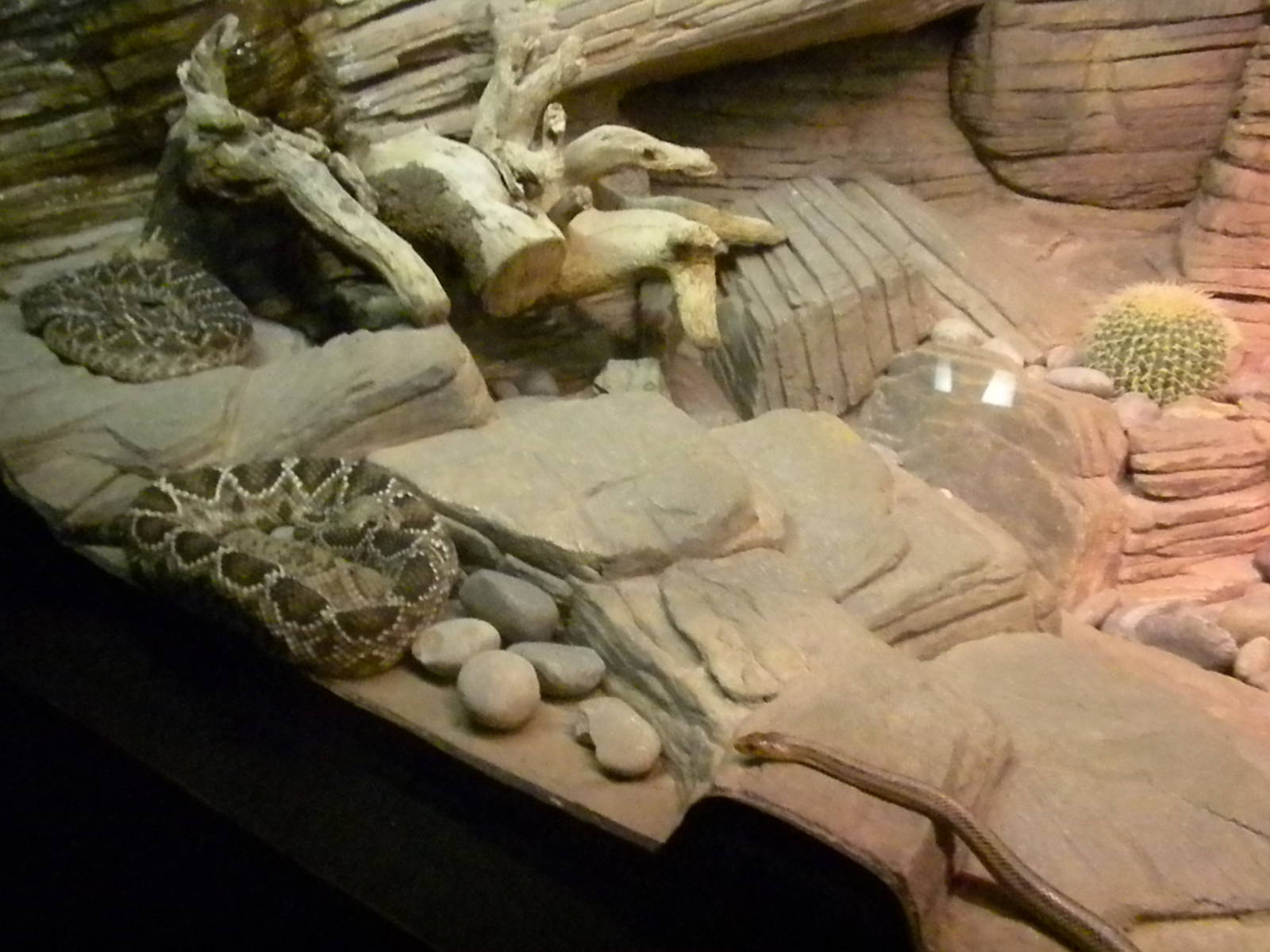 Rattlesnake exhibit