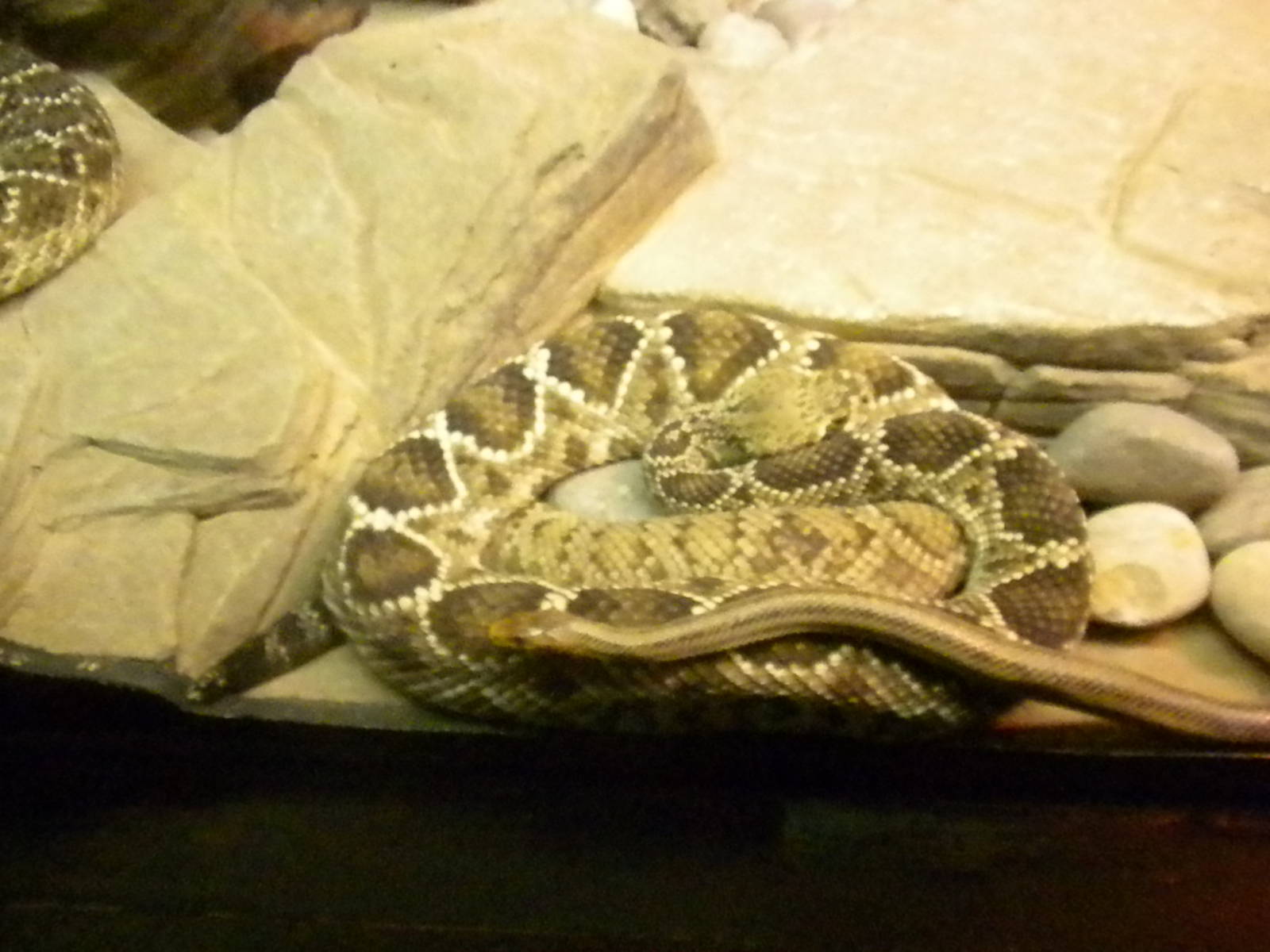Rattlesnake exhibit