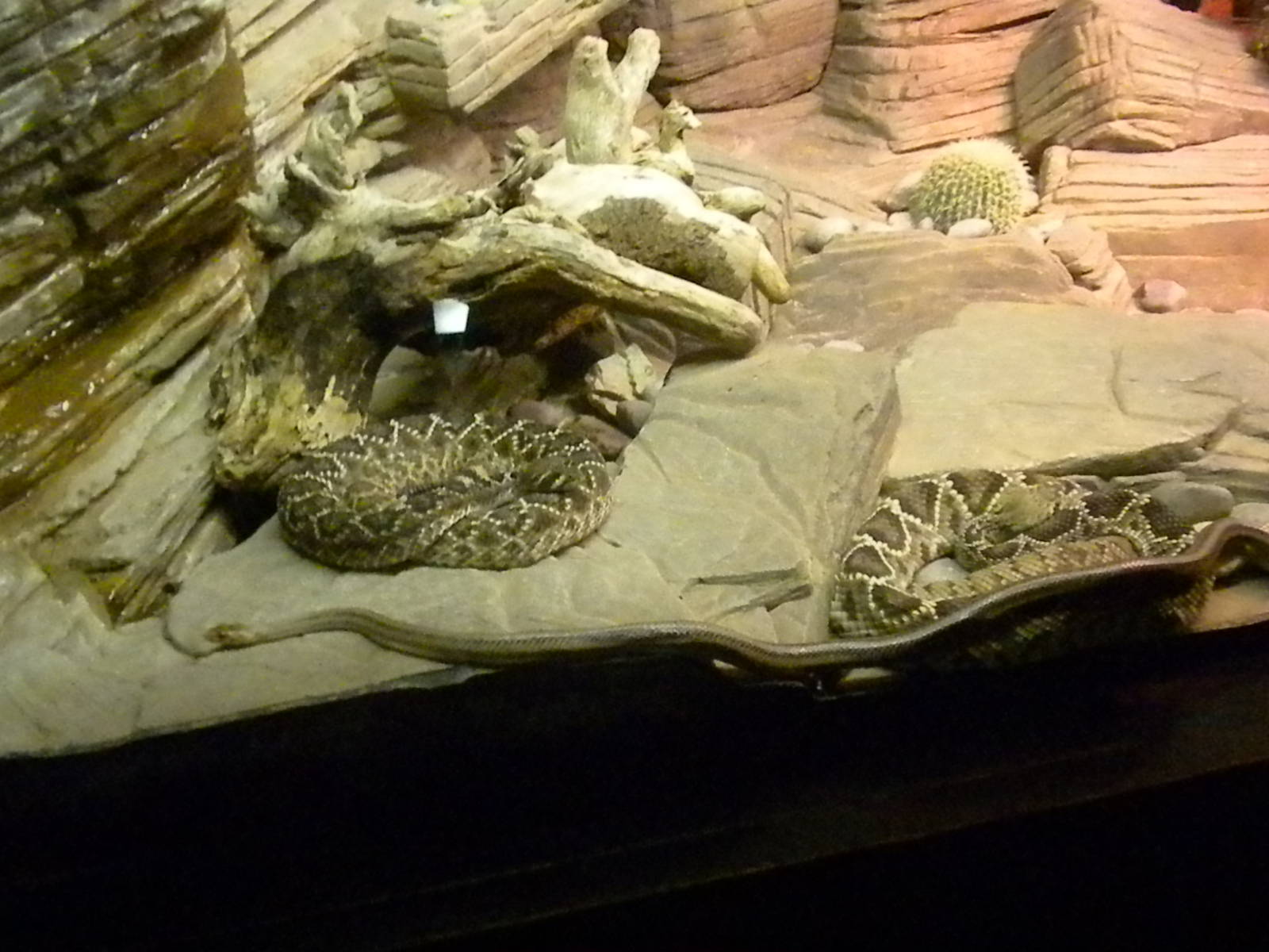 Rattlesnake exhibit