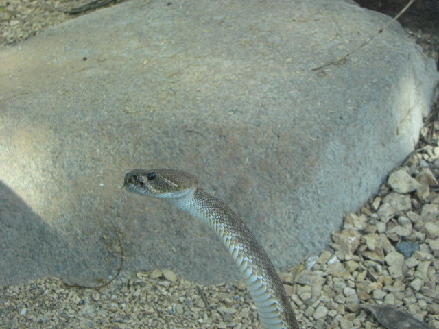 Rattlesnake ID