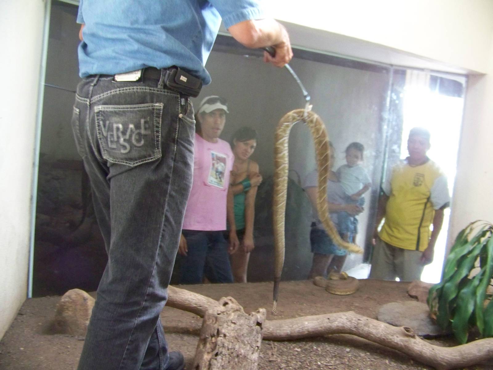 Rattlesnake Is Not Amused