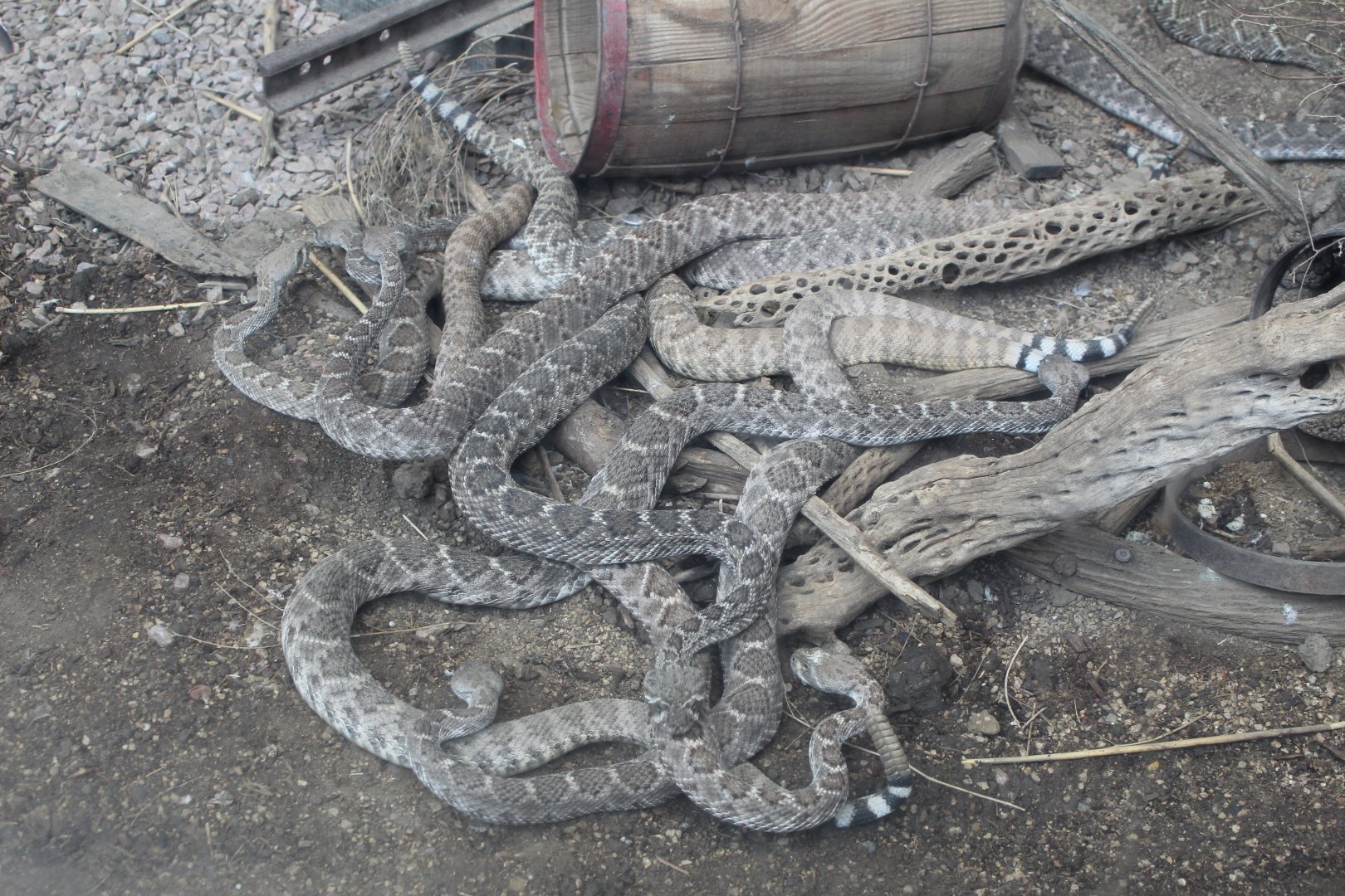 Rattlesnake Pile - Desert Dome