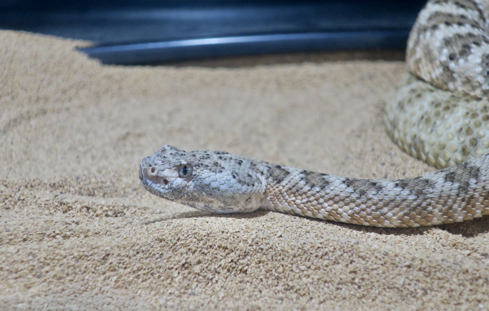 Rattlesnake Ranch - Angel Island Rattlesnake (Crotalus angelensis)