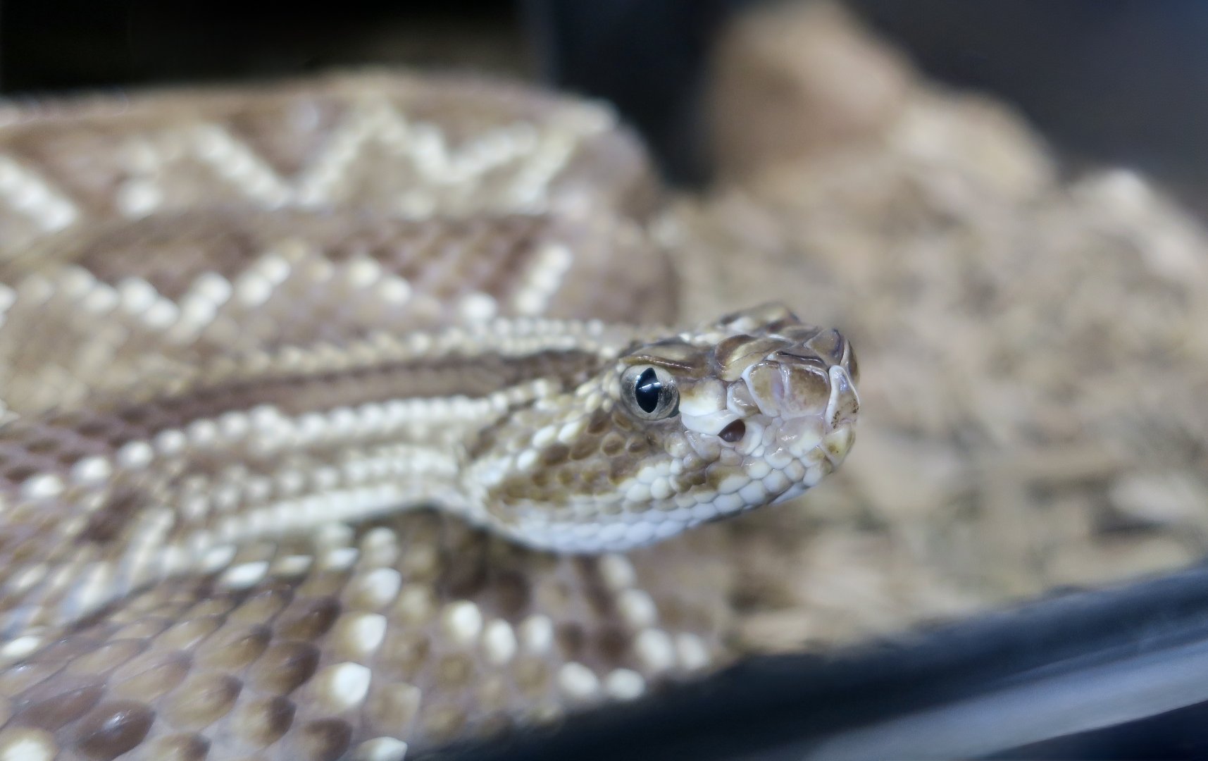 Rattlesnake Ranch - Brazilian Rattlesnake (Crotalus durissus terrificus)