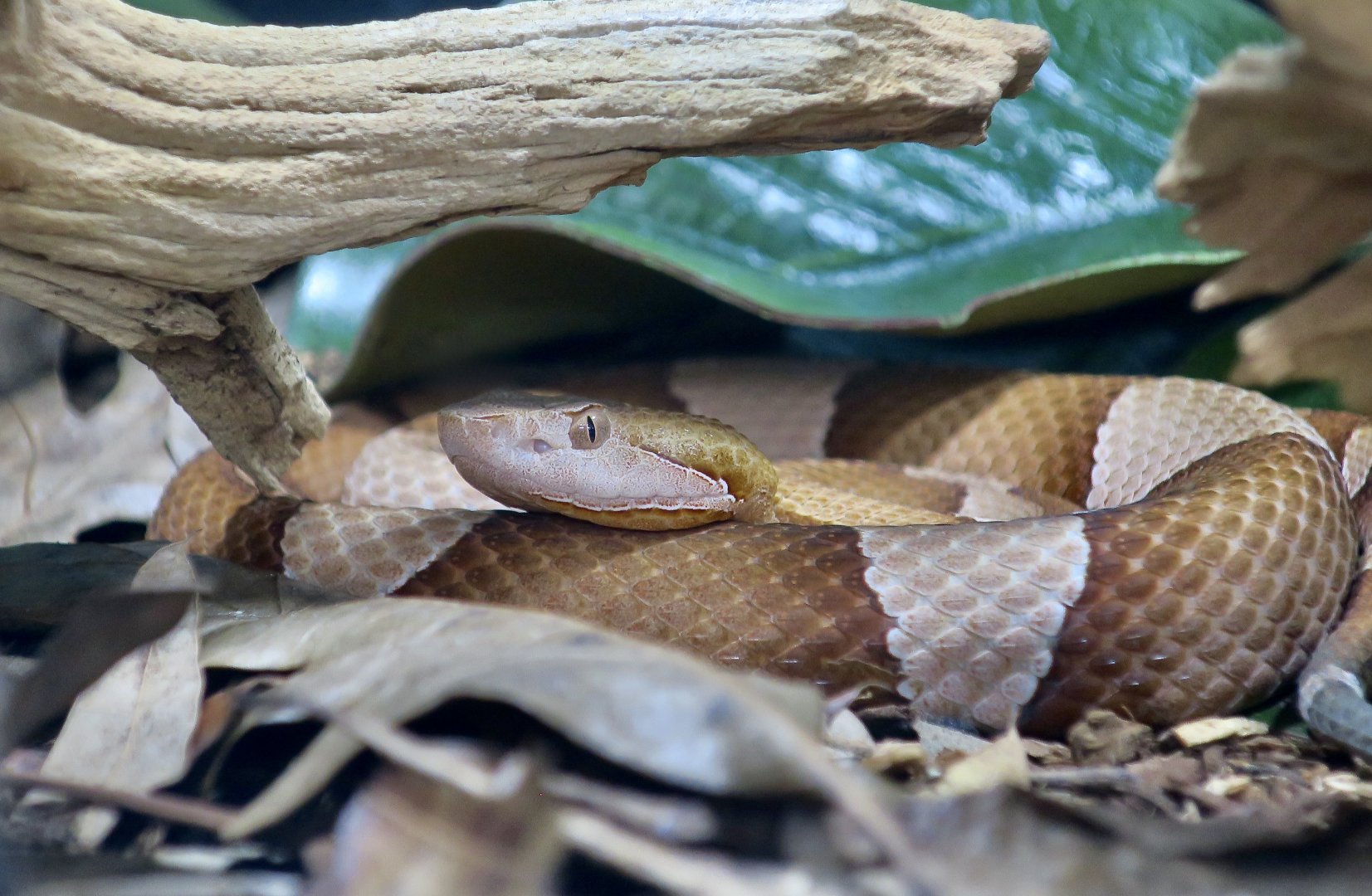Rattlesnake Ranch - Broad-Banded Copperhead (Agkistrodon laticinctus)