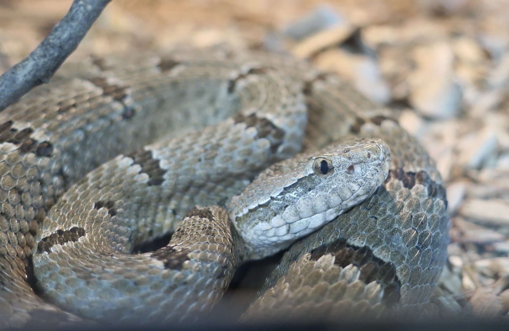 Rattlesnake Ranch - Durango Rock Rattlesnake (Crotalus lepidus maculosus)