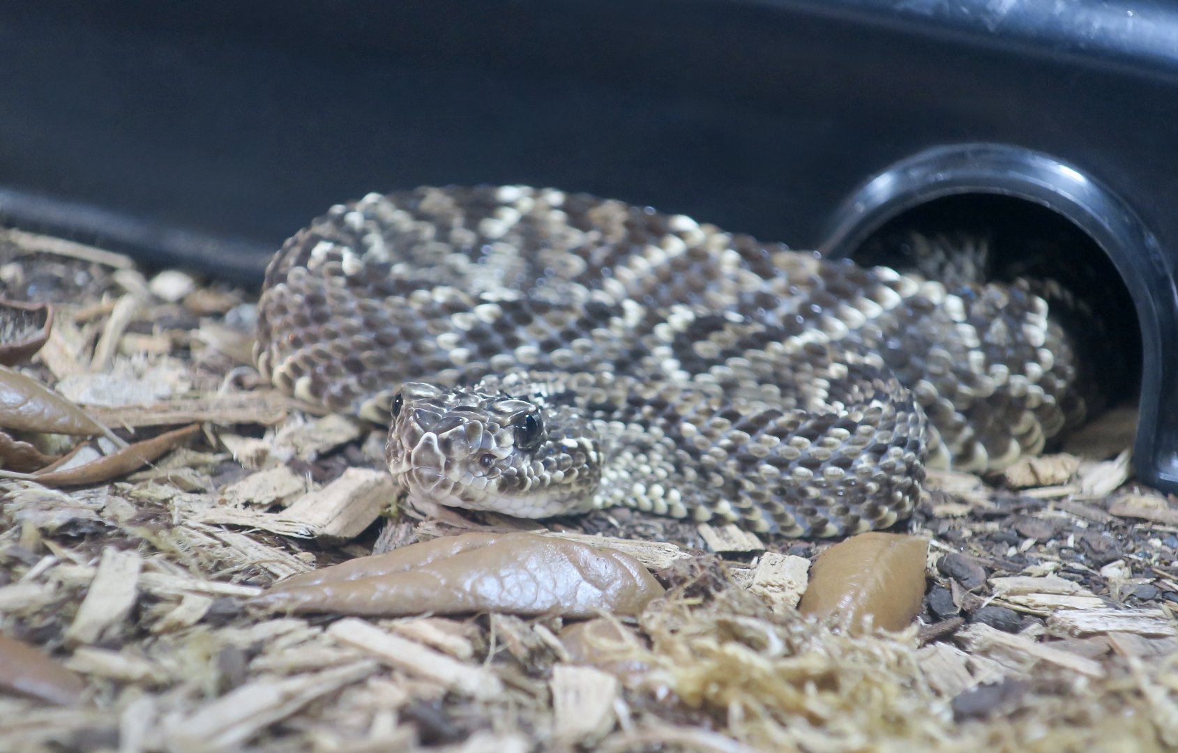 Rattlesnake Ranch - Guárico Rattlesnake (Crotalus durissus "pifanorum")