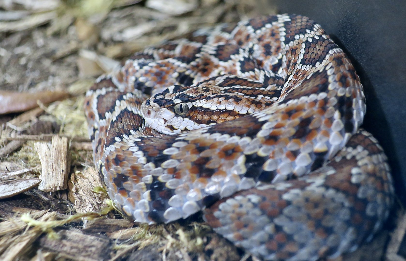 Rattlesnake Ranch - Guerreran Long-Tailed Rattlesnake (Crotalus ericsmithi)