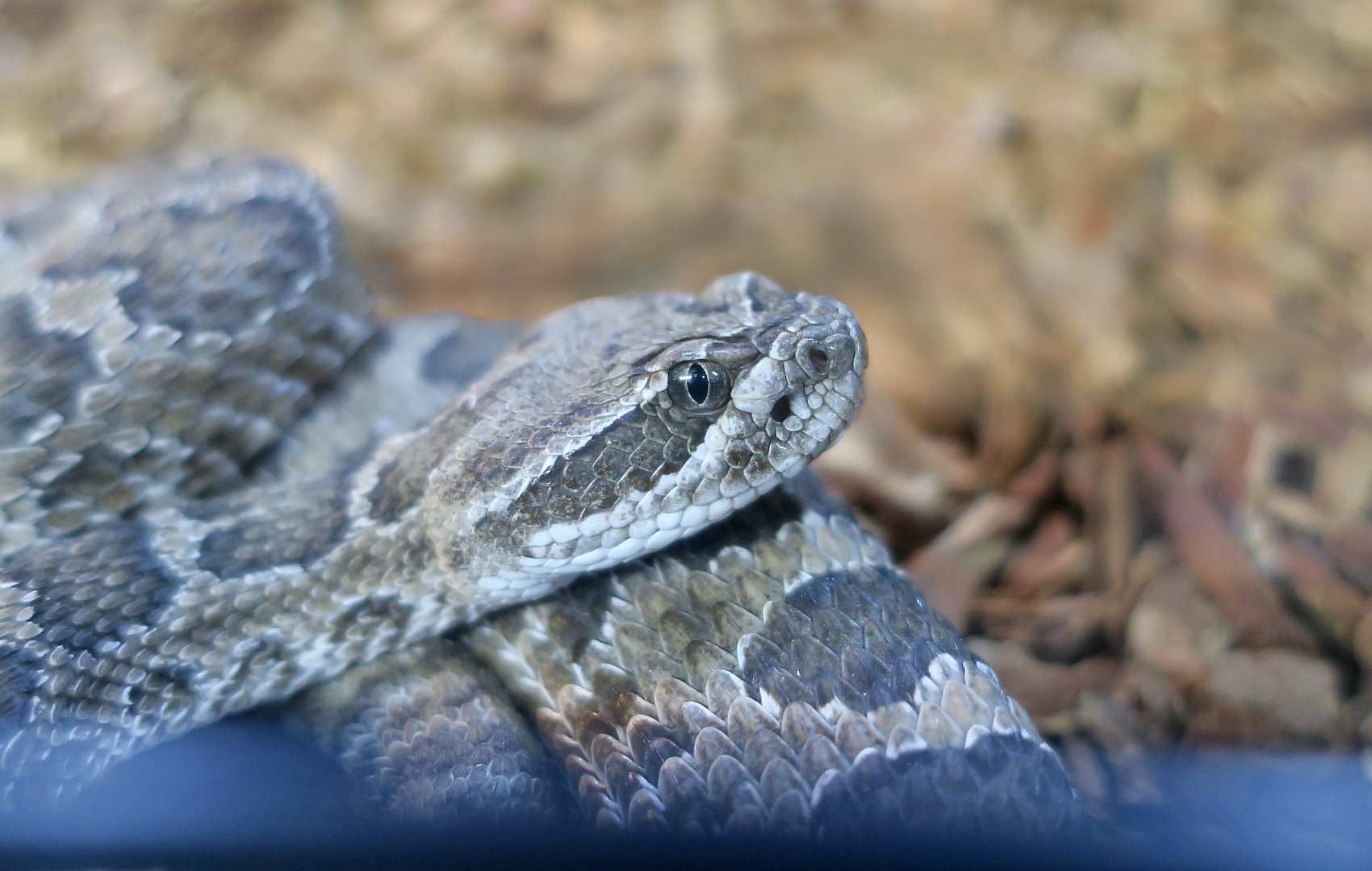Rattlesnake Ranch - Hopi Rattlesnake (Crotalus viridis nuntius)