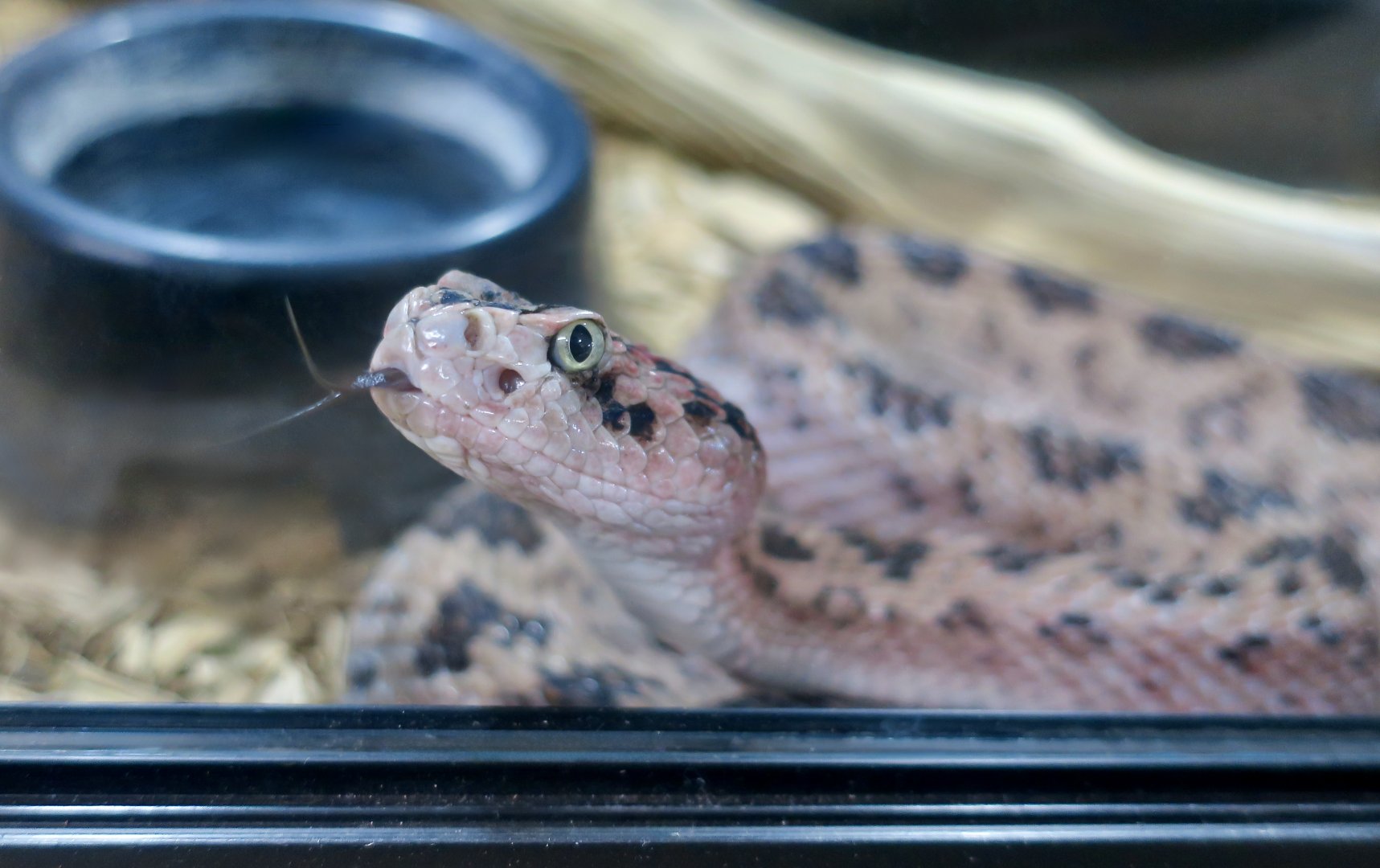 Rattlesnake Ranch - Huamantlan Rattlesnake (Crotalus scutulatus salvini)