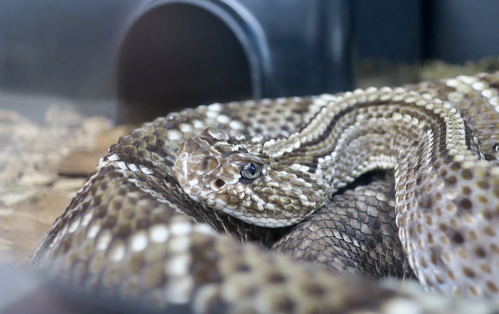 Rattlesnake Ranch - Mt. Roraima Rattlesnake (Crotalus durissus ruruima)