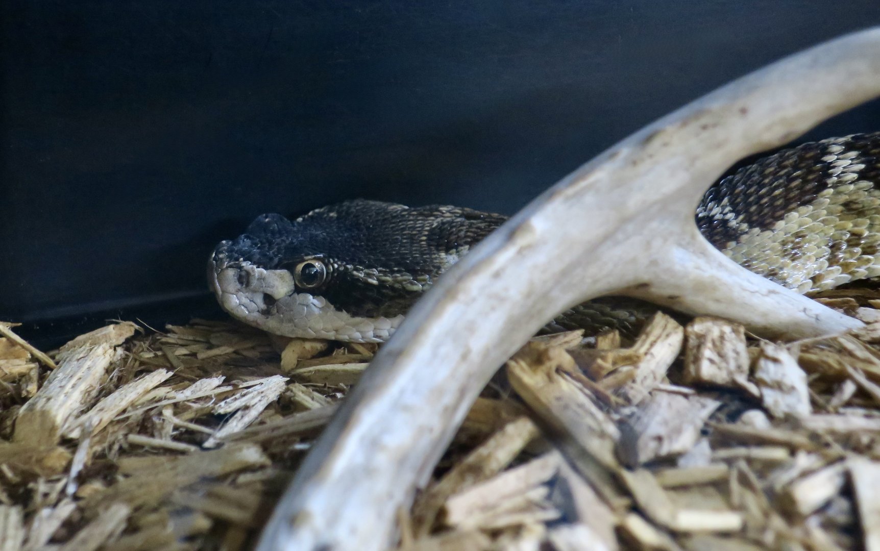 Rattlesnake Ranch - Northern Pacific Rattlesnake (Crotalus oreganus oreganus)