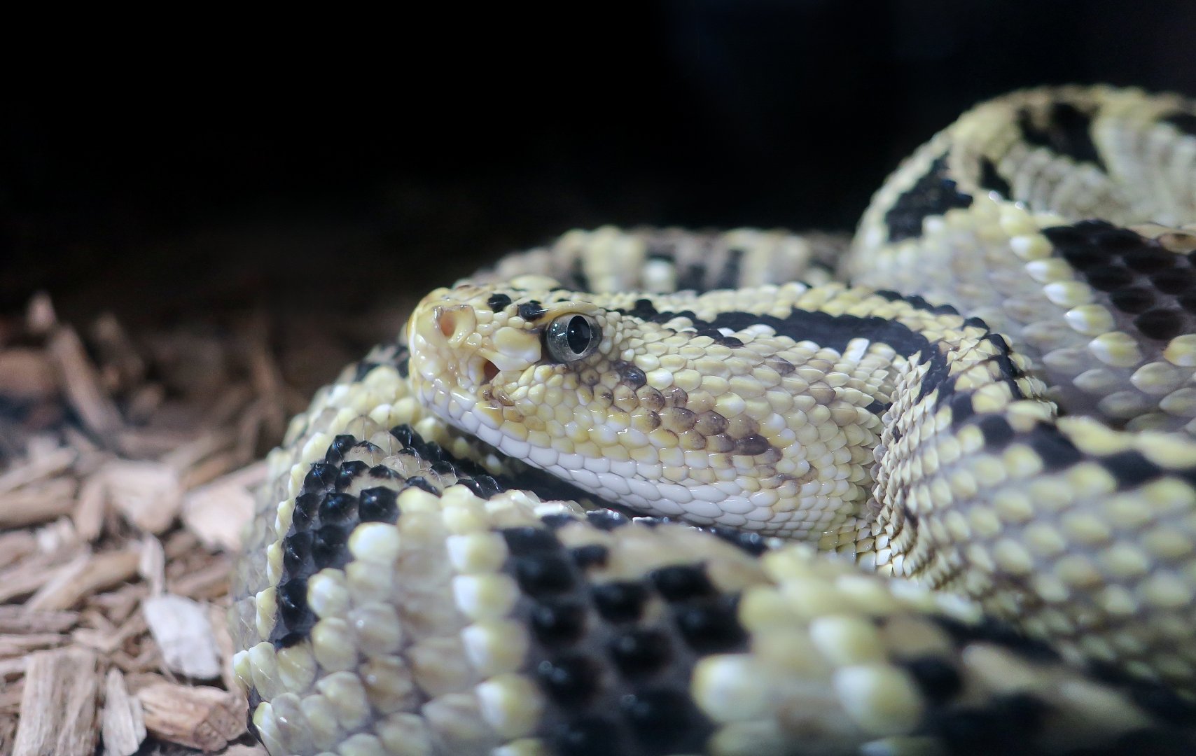 Rattlesnake Ranch - Northwestern Neotropical Rattlesnake (Crotalus culminatus)