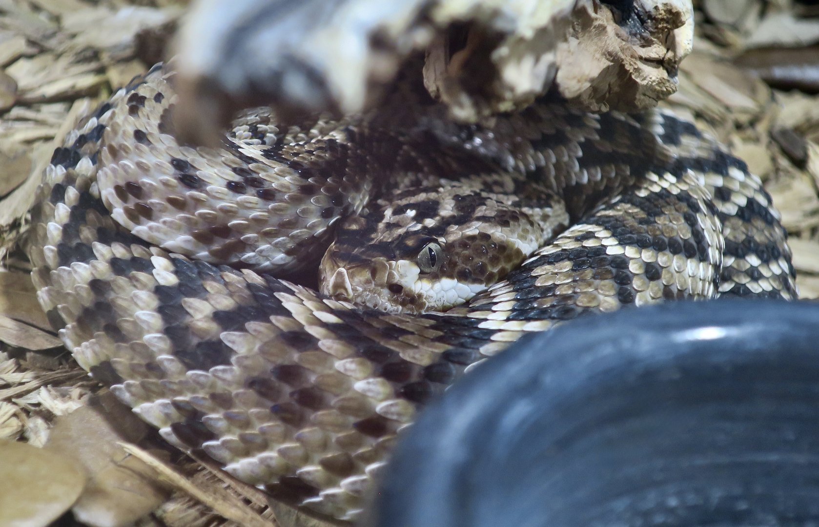 Rattlesnake Ranch - Oaxacan Black-Tailed Rattlesnake (Crotalus molossus oaxacus)