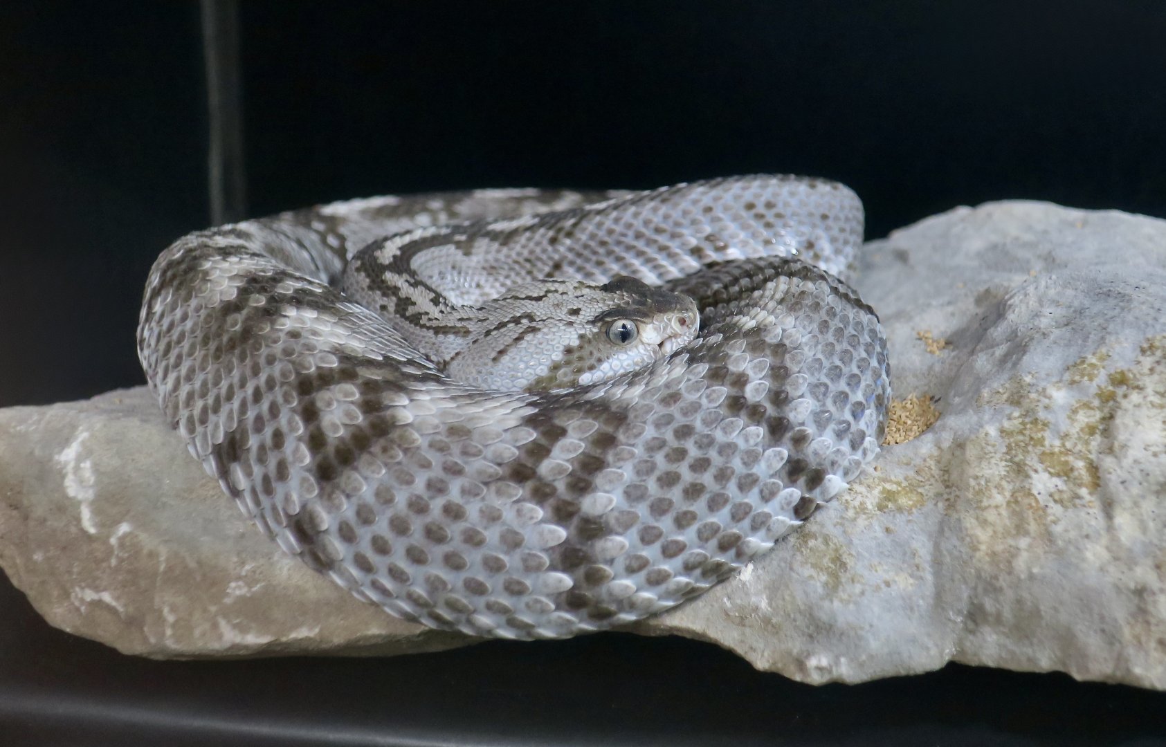 Rattlesnake Ranch - Ornate Black-Tailed Rattlesnake (Crotalus ornatus)