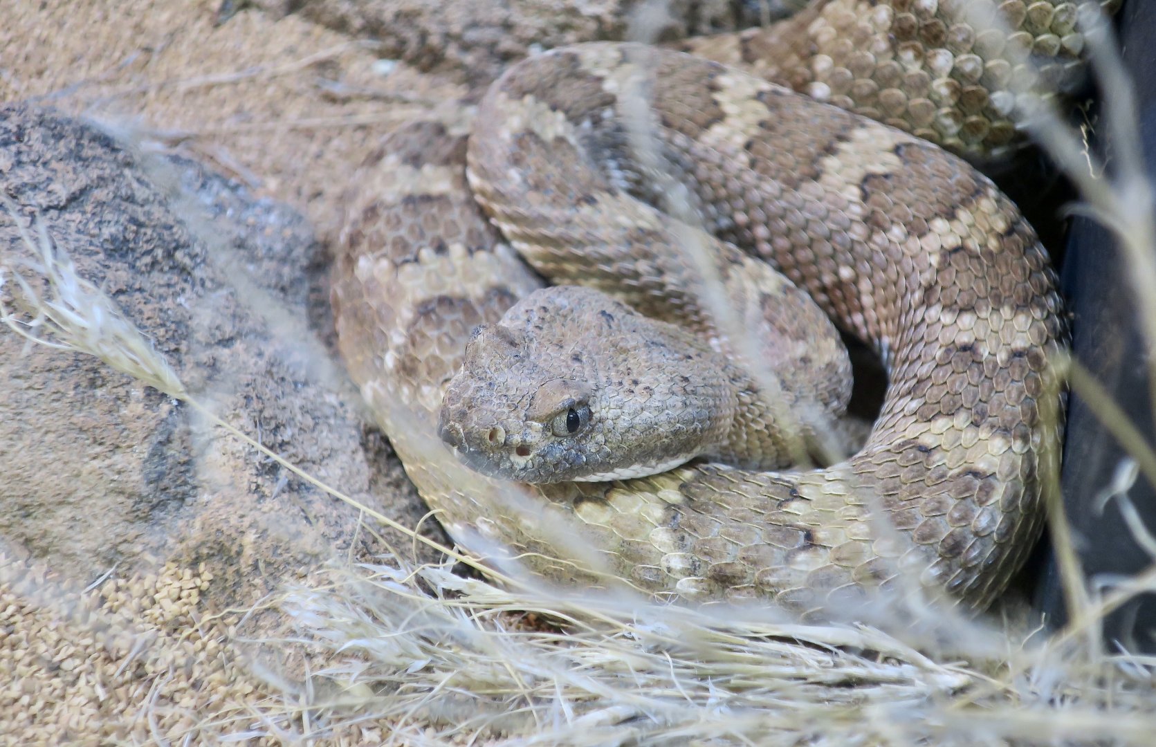 Rattlesnake Ranch - Panamint Rattlesnake (Crotalus stephensi)