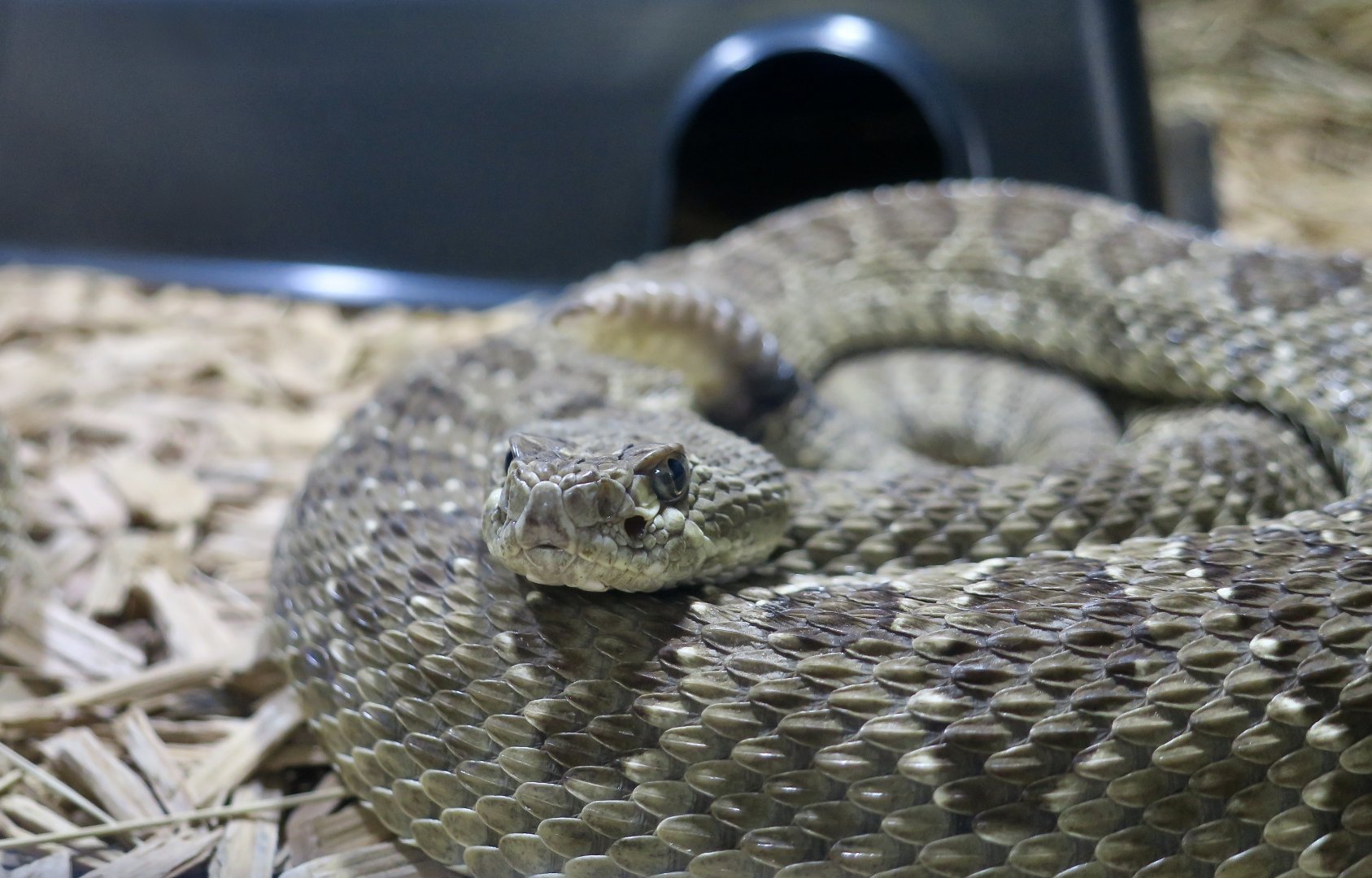 Rattlesnake Ranch - Prairie Rattlesnake (Crotalus viridis viridis)