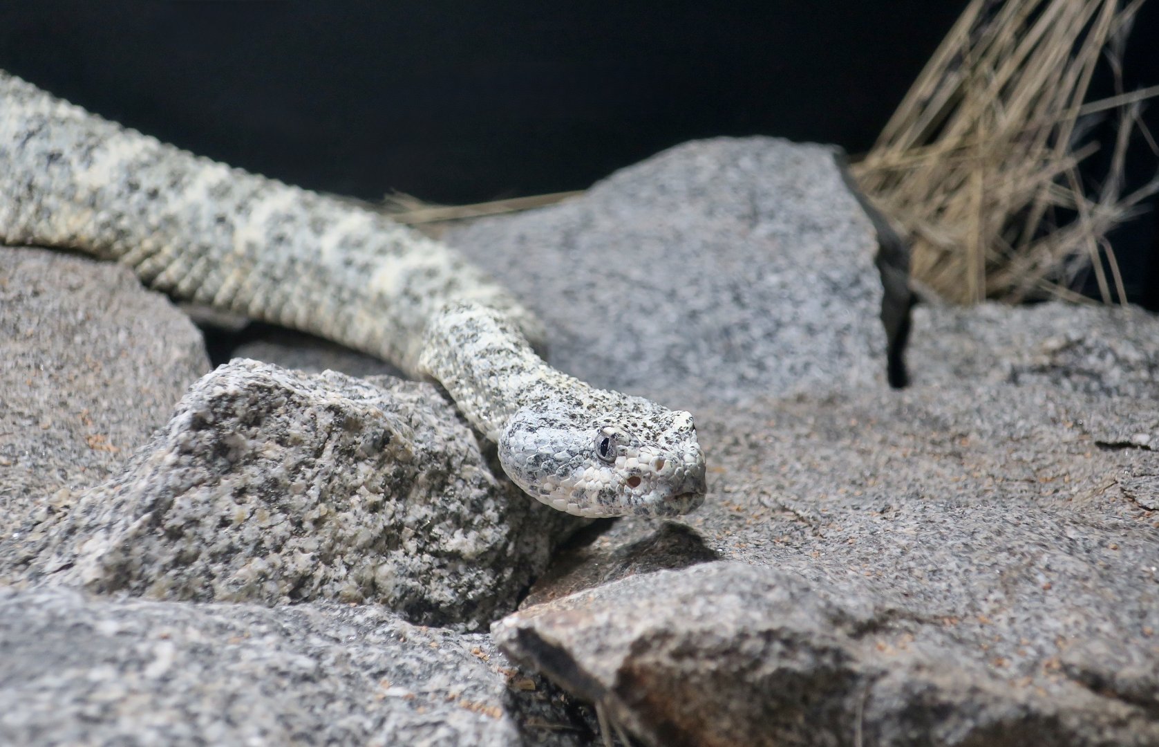 Rattlesnake Ranch - Southwestern Speckled Rattlesnake (Crotalus pyrrhus) blue speck