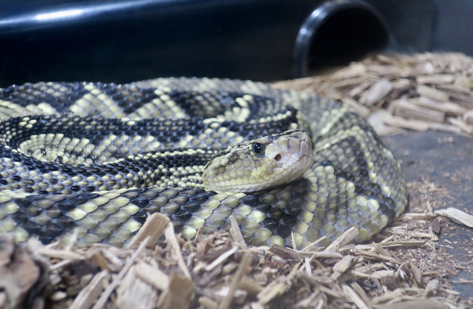 Rattlesnake Ranch - Totonacan Rattlesnake (Crotalus totonacus)