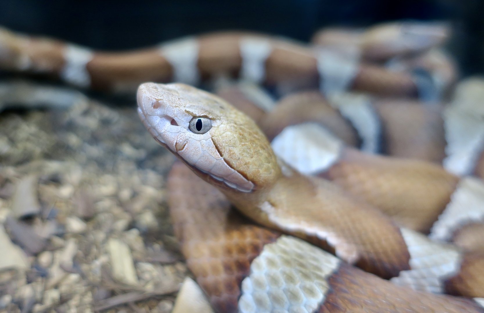 Rattlesnake Ranch - Trans-Pecos Copperhead (Agkistrodon laticinctus)