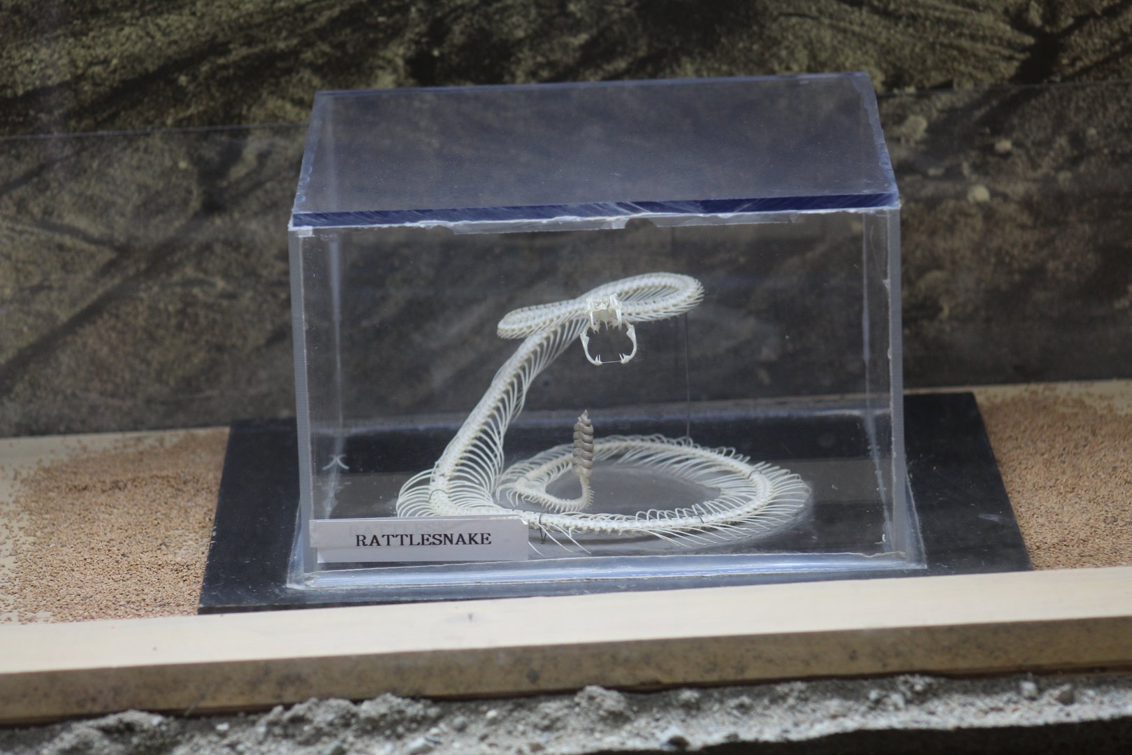 Rattlesnake Skeleton