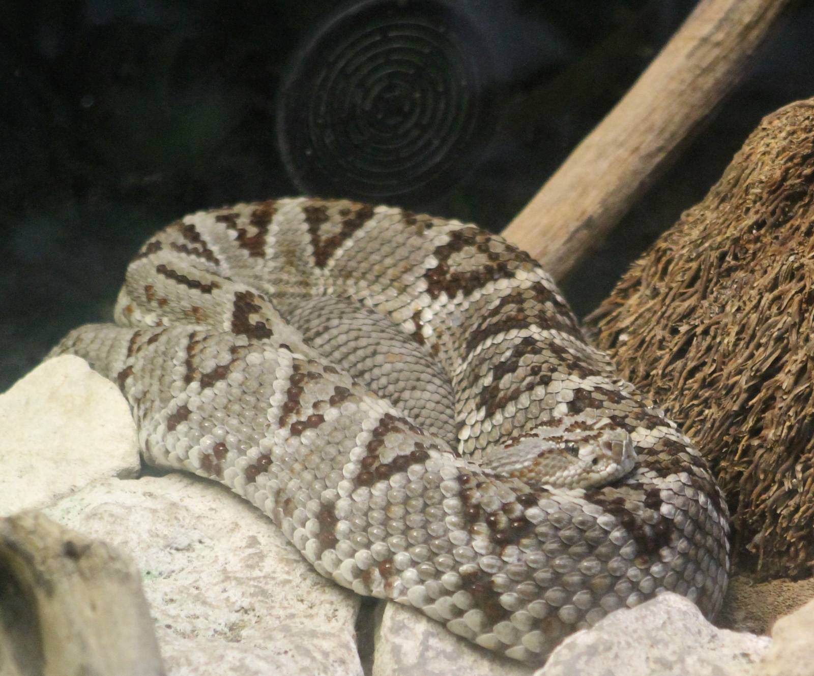 Rattlesnake species