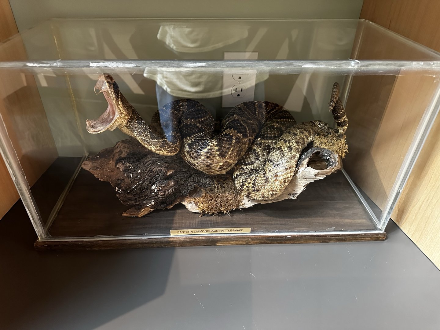 Rattlesnake Taxidermy
