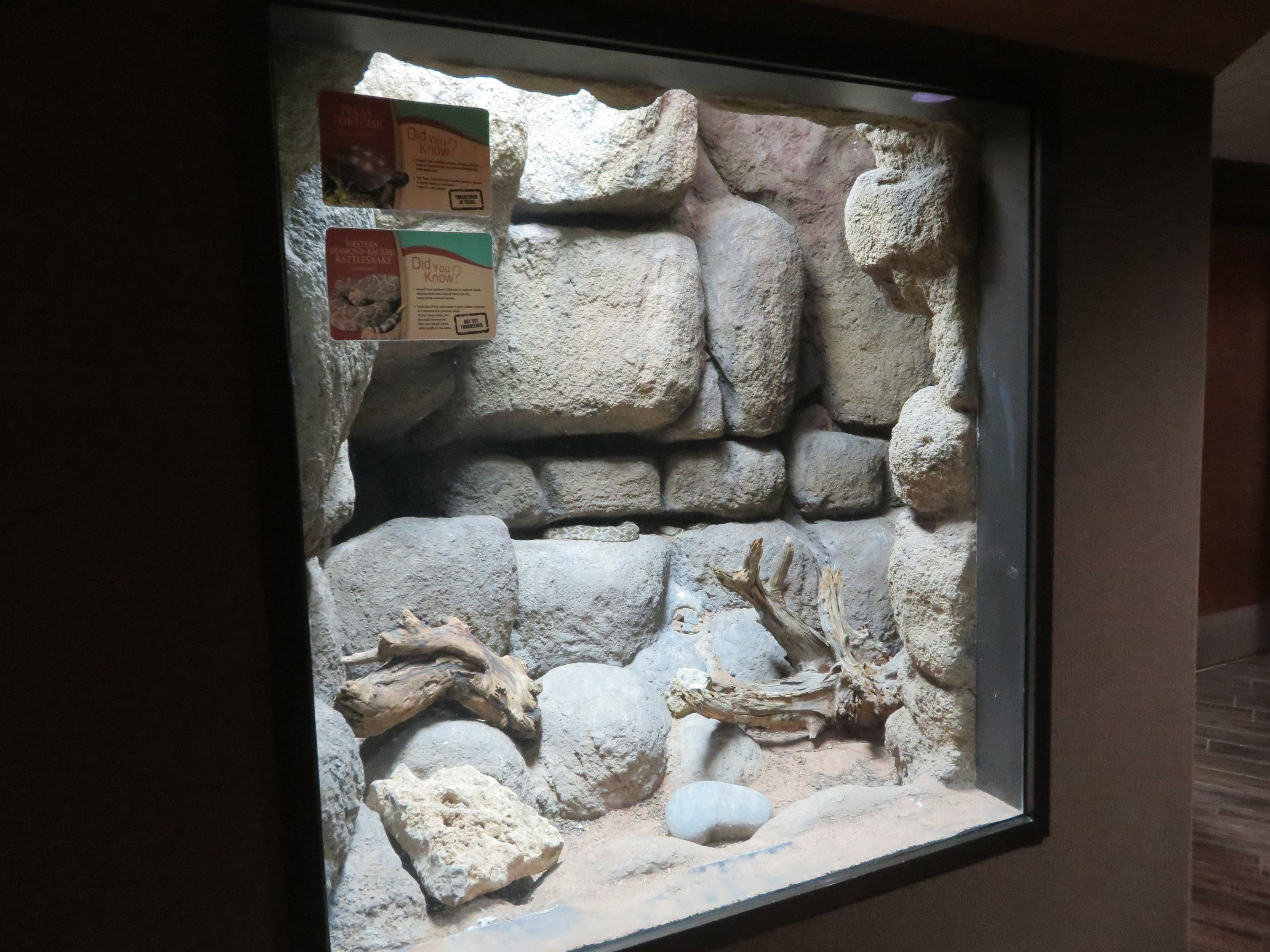 Rattlesnake/Tortoise Exhibit