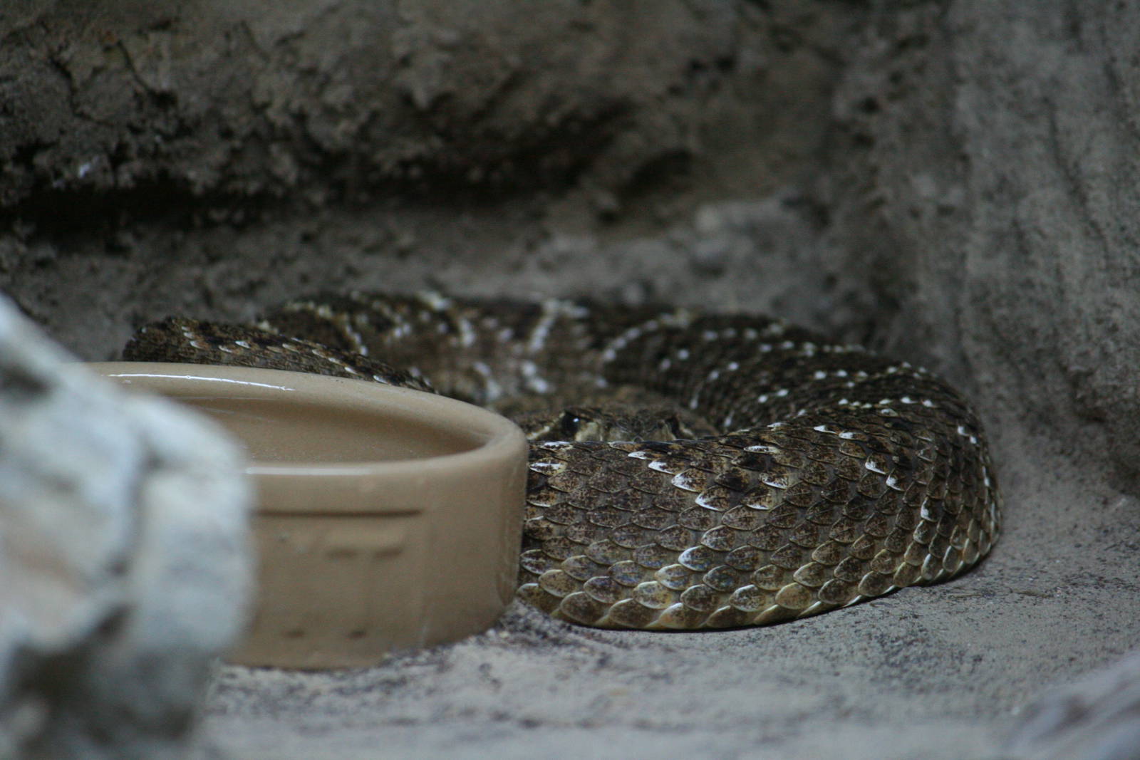 Rattlesnake (Western diamondback?)