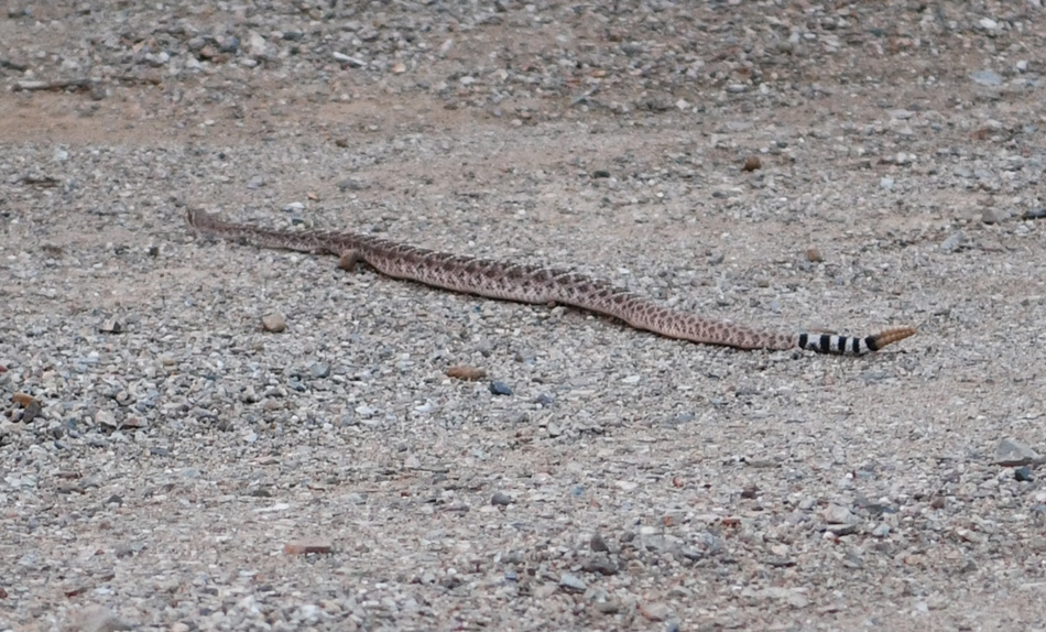 rattlesnake (wild on grounds)