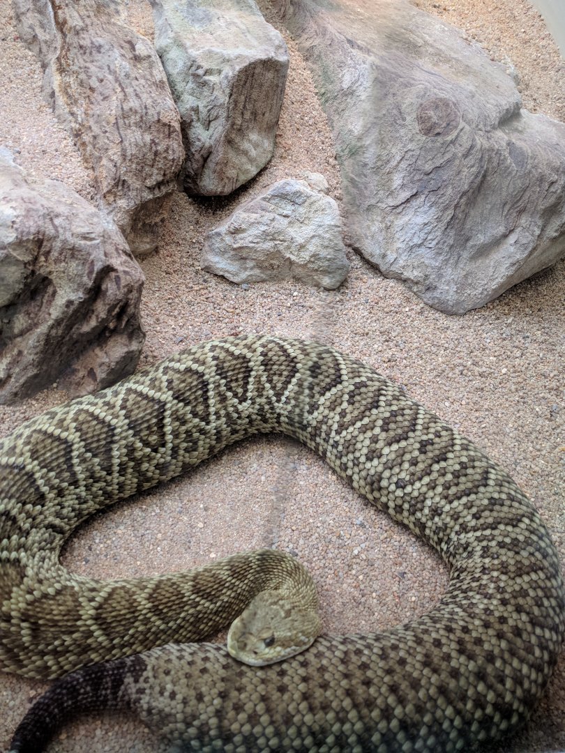 Rattlesnake Wilhelma 2019