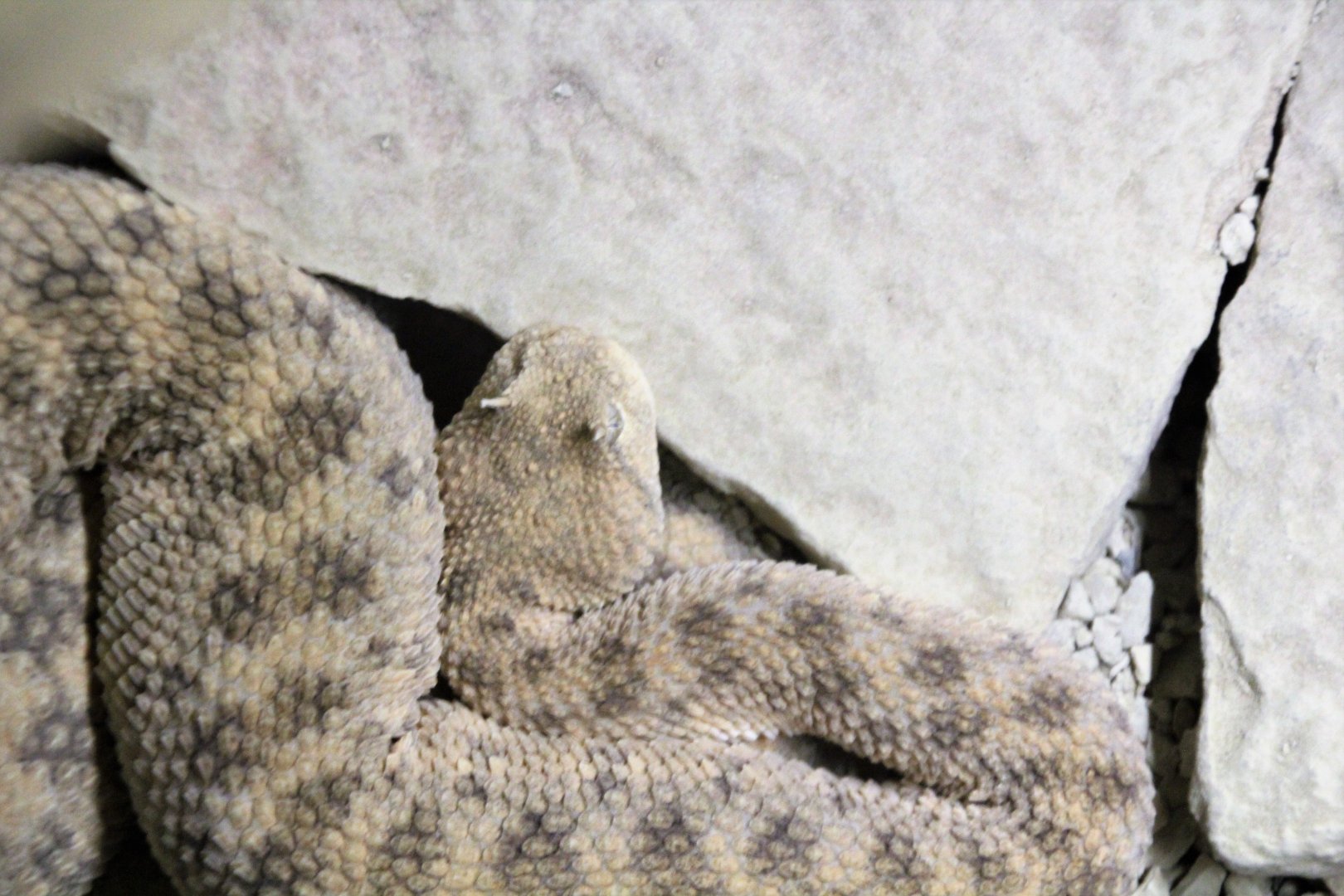Rattlesnake