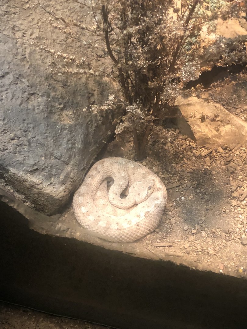 Rattlesnake