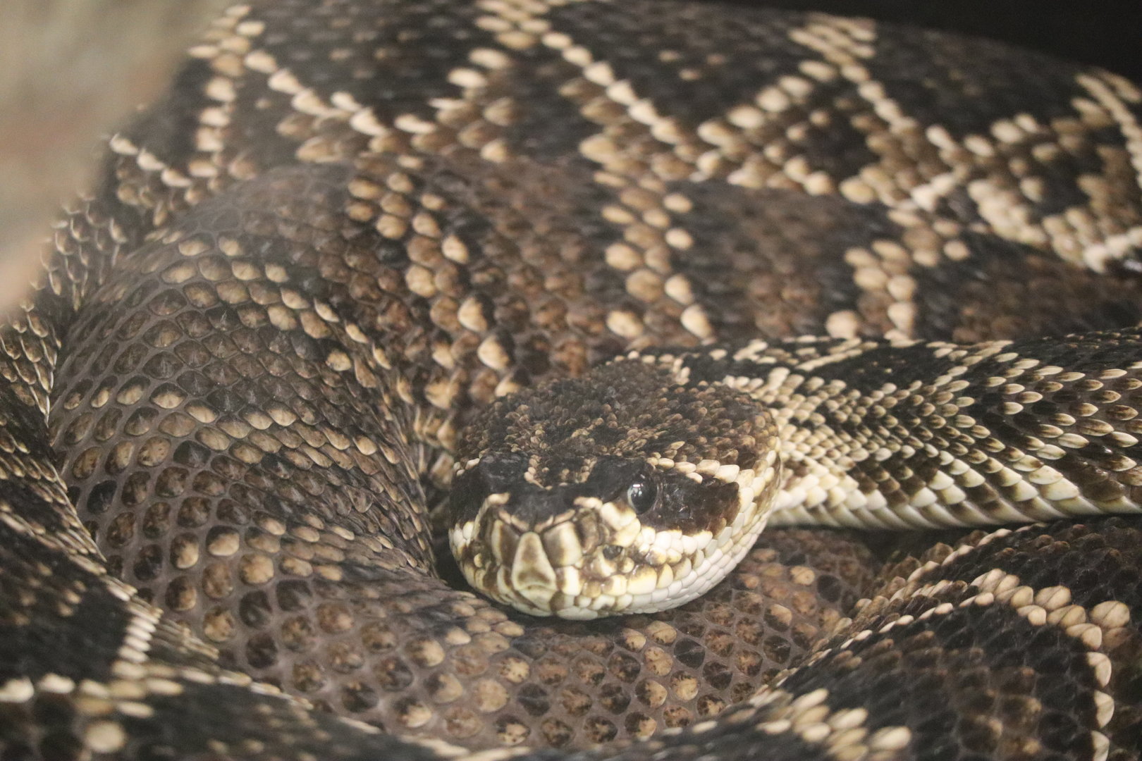 Rattlesnake